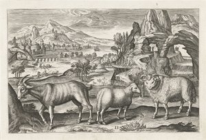 Bouc et moutons - Adriaen Collaert