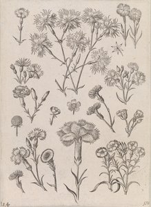 Jonquilles