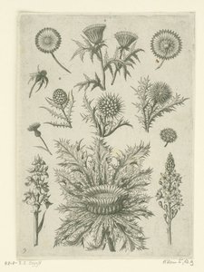Divers chardons - Adriaen Collaert