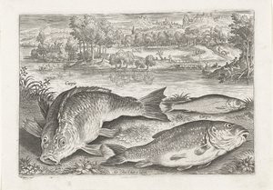 Trois carpes sur une rive - Adriaen Collaert