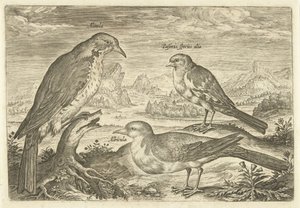 Trois oiseaux dans un paysage