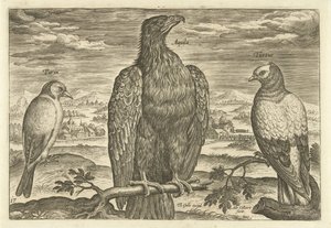 Trois oiseaux dans un paysage (Avivm Vivae, Vogels)