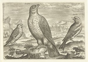 Trois oiseaux dans un paysage, Oiseaux (titre de la série), Avivm vivae (titre de la série) - Adriaen Collaert