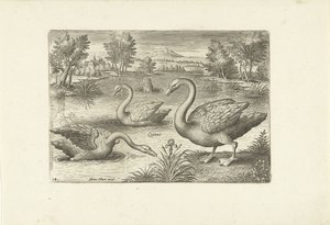 Trois cygnes dans un étang (Oiseaux) - Adriaen Collaert