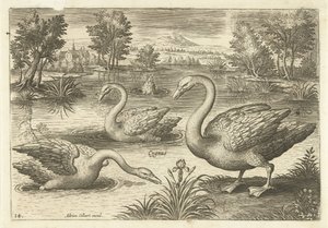 Trois cygnes dans un étang (Oiseaux) (Avivm vivae) - Adriaen Collaert