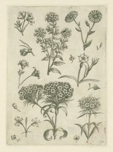 Millepertuis et autres fleurs - Adriaen Collaert