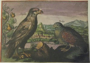 Aigle et perdrix, Iconotheca Valvasoriana - Adriaen Collaert