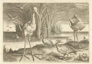Quelques oiseaux aquatiques au bord de l