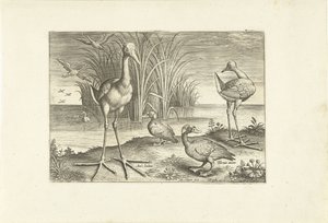 Enkele watervogels aan een oever - Adriaen Collaert