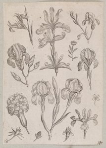 Iris - Adriaen Collaert