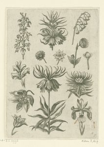 Couronne impériale, orchidée et muguet - Adriaen Collaert