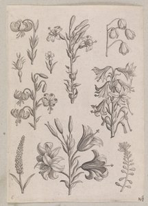 Lys - Adriaen Collaert