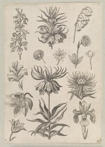 Muguet - Adriaen Collaert