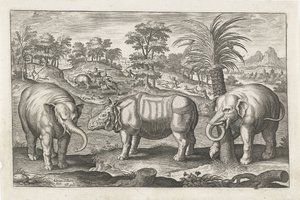 Éléphants et rhinocéros (Animalivm Qvaddrvpedvm) - Adriaen Collaert
