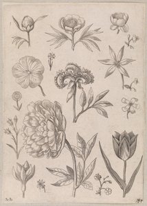 Pivoine - Adriaen Collaert