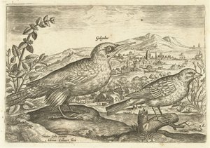 Deux oiseaux dans un paysage - Adriaen Collaert