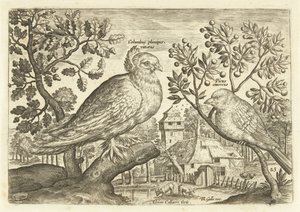 Deux oiseaux dans un paysage (Avivm Vivae) - Adriaen Collaert