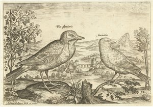 Deux oiseaux dans un paysage - Adriaen Collaert