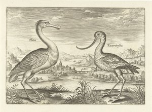 Twee waadvogels in een rivierlandschap - Adriaen Collaert