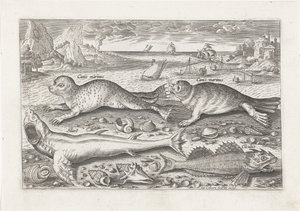 Deux phoques et deux poissons sur la plage (Vissen, Piscivm vivae icones) - Adriaen Collaert