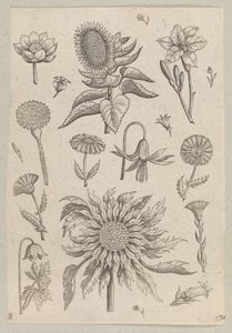 Deux tournesols - Adriaen Collaert