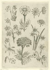 Différentes fleurs, violettes et narcisses - Adriaen Collaert