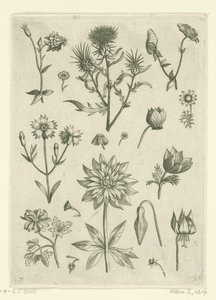 Différentes fleurs, dont ancolie et cyclamen (série Florilegium) - Adriaen Collaert
