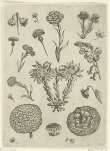 Différentes fleurs, y compris le chrysanthème et le chardon