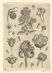 Diverses fleurs dont iris et violette - Adriaen Collaert
