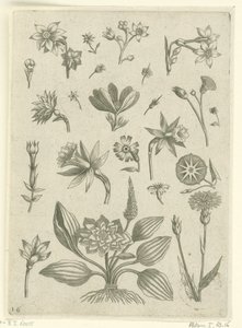 Différentes fleurs, y compris des jonquilles trompettes - Adriaen Collaert