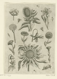 Tournesol et autres fleurs - Adriaen Collaert