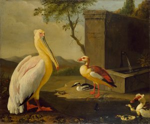 Oiseaux orientaux, 1683 - Adrian Coorte