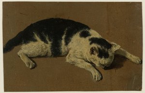 Chat couché avec la tête entre les pattes avant - Adriaen van de Velde (attributed to)
