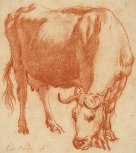 Une vache broutant, vers 1663 (dessin à la craie rouge)