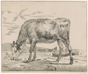 Veau broutant (Vee) - Adriaen van de Velde
