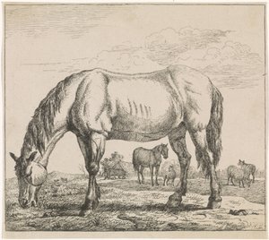 Cheval broutant - Adriaen van de Velde