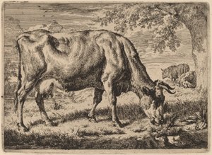 Vache broutant avec deux moutons