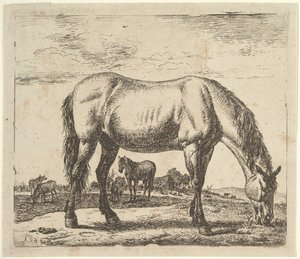 Cheval broutant, de Différents animaux - Adriaen van de Velde
