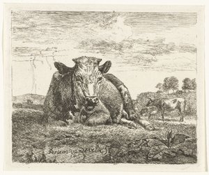 Vache couchée