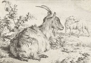 Chèvre couchée, 1670 - Adriaen van de Velde