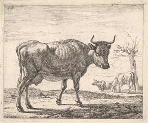 Trois vaches