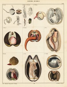 Anatomie des mollusques bivalves (lithographie)