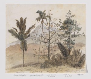 Arbres dans un paysage montagneux de Java - Adrianus Johannes Bik