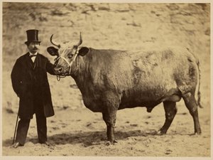 Bœuf Durham Charolais