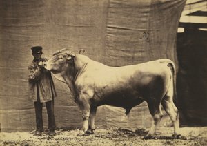 [Taureau de Glane, Canton de Fribourg], 1856