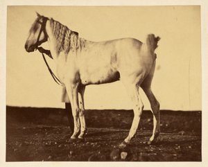 [Cheval] - Adrien Alban Tournachon