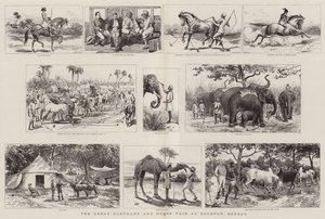 La grande foire aux éléphants et aux chevaux à Sonepur, Bengale