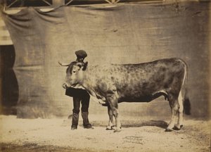Vache Garonnaise, âgée de 5 à 6 ans