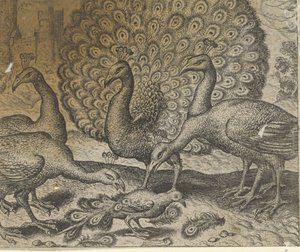 Fable de la pie avec les plumes de paon - Egidius  Sadeler (II)