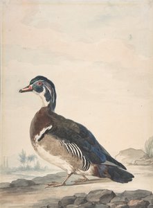 Un canard, 1725-92